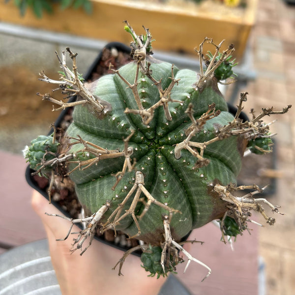 Euphorbia valida-Euphorbia-W4-5CM&W6-7CM-image-28