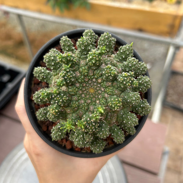 Euphorbia suppressa x Euphorbia brevirama-Euphorbia-image-1