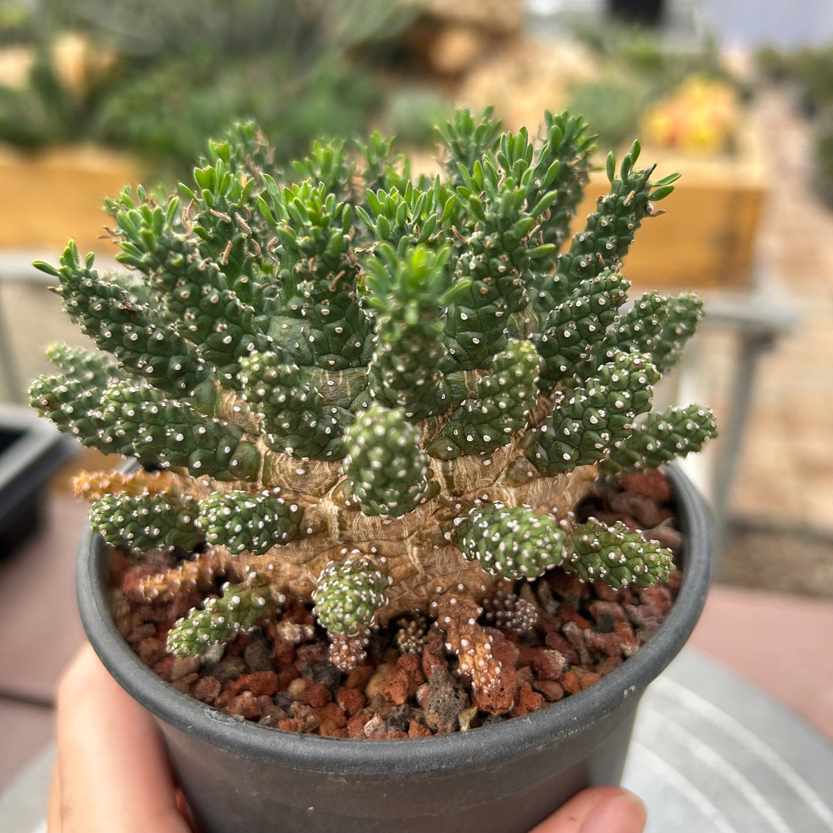 Euphorbia suppressa x Euphorbia brevirama-Euphorbia-image-9