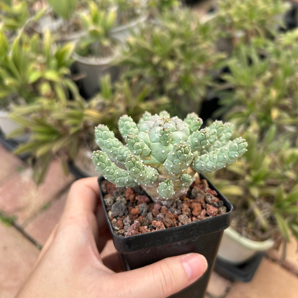 Euphorbia ramiglans-Euphorbia-W4-6cm-image-5