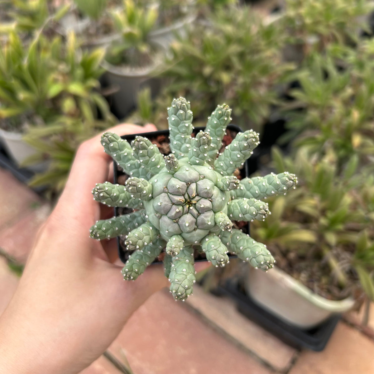 Euphorbia ramiglans-Euphorbia-W4-6cm-image-6