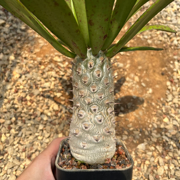 Euphorbia unispina