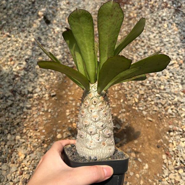 Euphorbia unispina — plant photograph 5