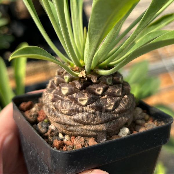 Euphorbia bupleurifolia — plant photograph 2
