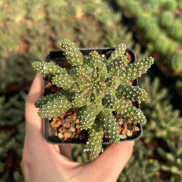 Euphorbia gamkensis — Euphorbia — listed size W4-6cm — Same Size Shipped — image 2: potted plant with clustered, knobbly green branches