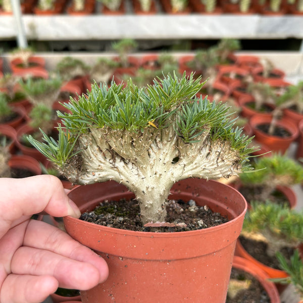 Crested Pachypodium rosulatum var. gracilius — plant photograph 1