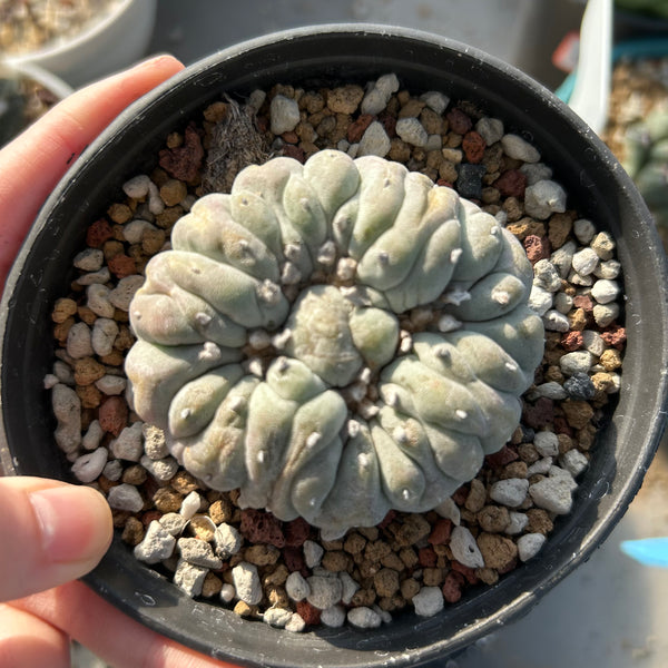 Lophophora fricii - BotanicalCollector