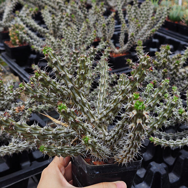 Euphorbia corniculata