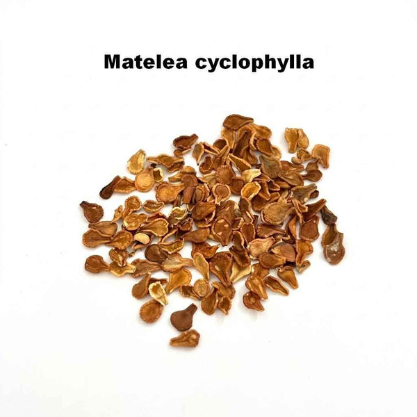 Matelea cyclophylla Seeds — loose seeds displayed on a light background