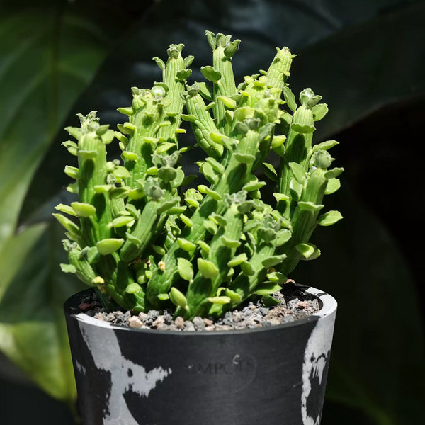 Monadenium ellenbeckii Seeds — Monadenium — 2026 seed listing — 1 Seed — image 2: plant specimen shown as a reference for this seed listing