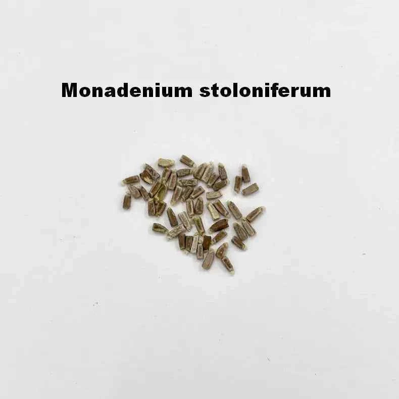 Monadenium stoloniferum Seeds-image-1