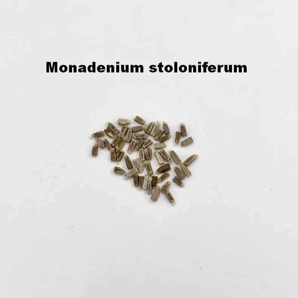 Monadenium stoloniferum Seeds-10 Seeds-image-1