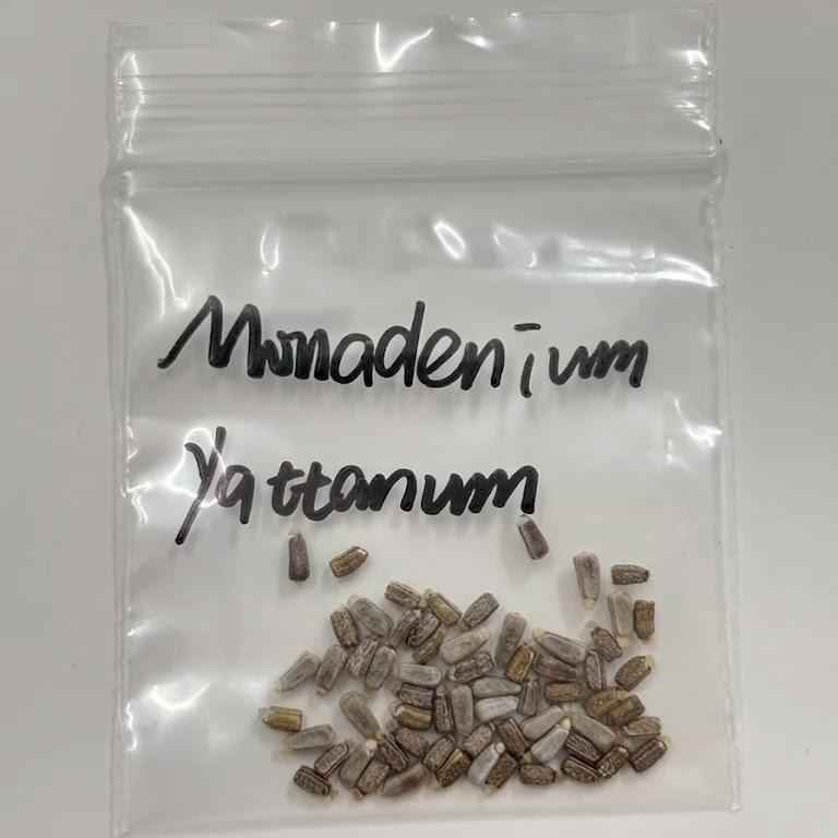 Monadenium yattanum Seeds-image-1