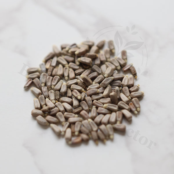 Monadenium yattanum Seeds — Monadenium — 2026 seed listing — 1 Seed — image 1: loose seeds displayed on a light background