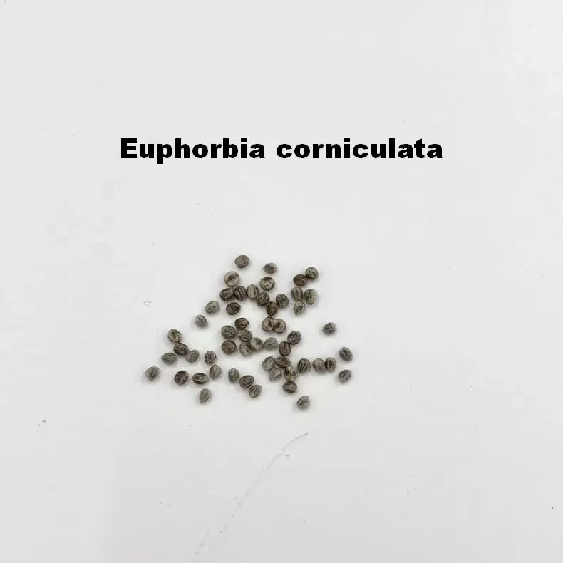 Euphorbia corniculata Seeds-image-1