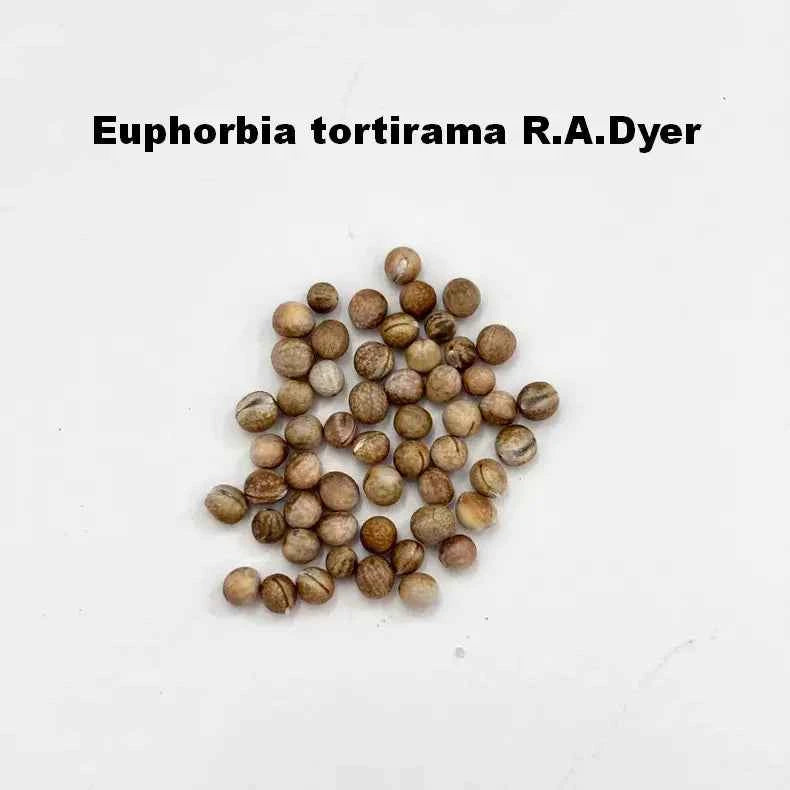 Euphorbia tortirama R.A.Dyer Seeds-image-1