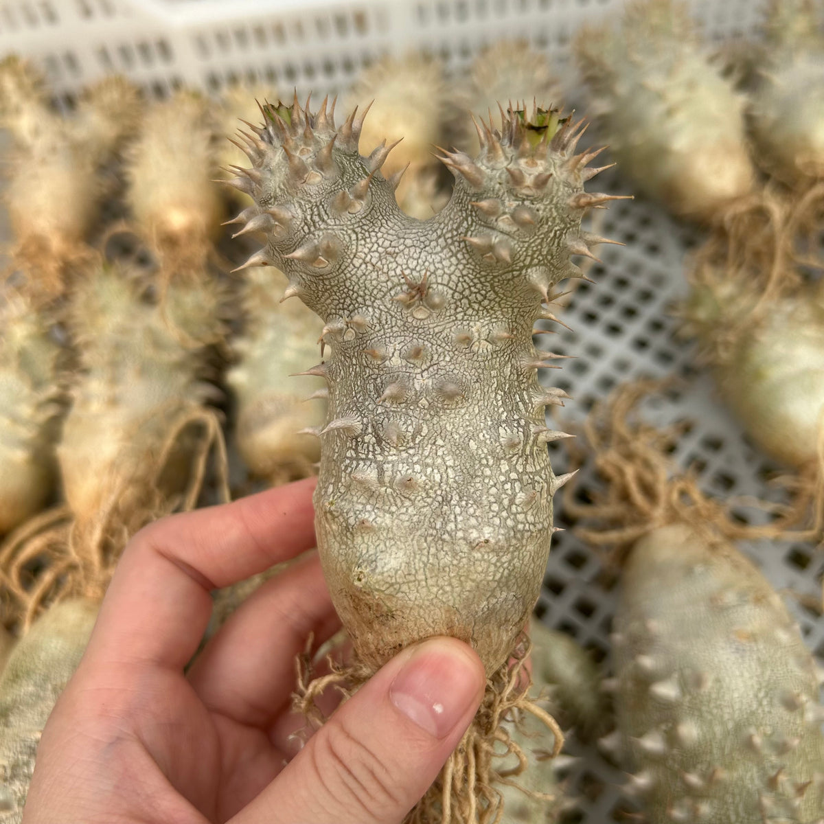 Pachypodium densiflorum x eburneum-Pachypodium-H4-6cm-image-1