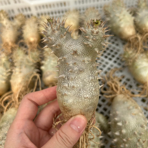 Pachypodium densiflorum x eburneum - BotanicalCollector