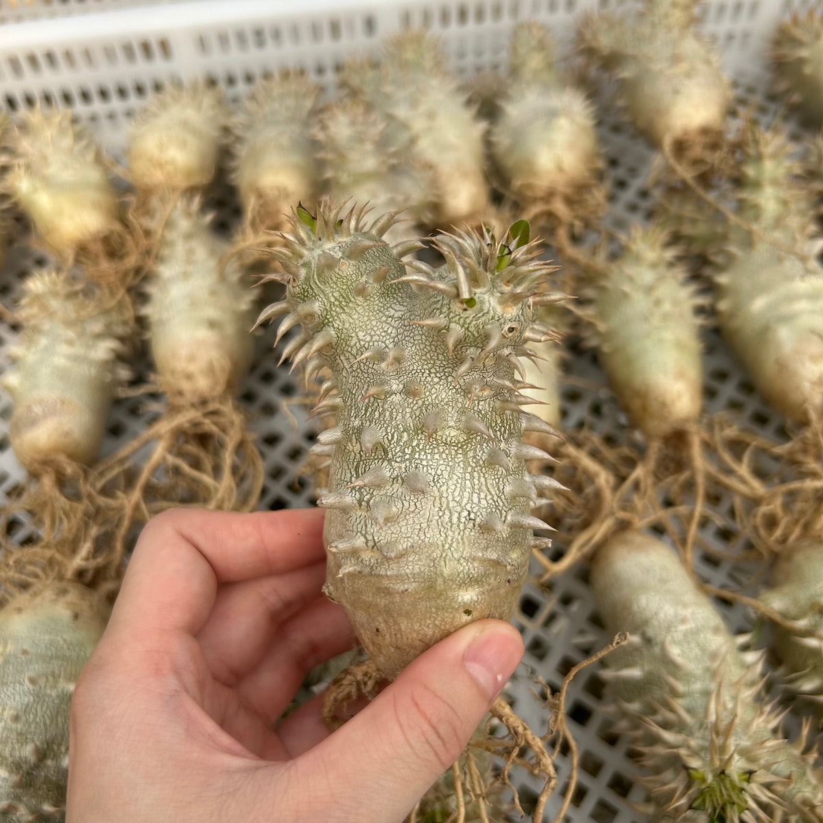 Pachypodium densiflorum x eburneum-Pachypodium-H4-6cm-image-2