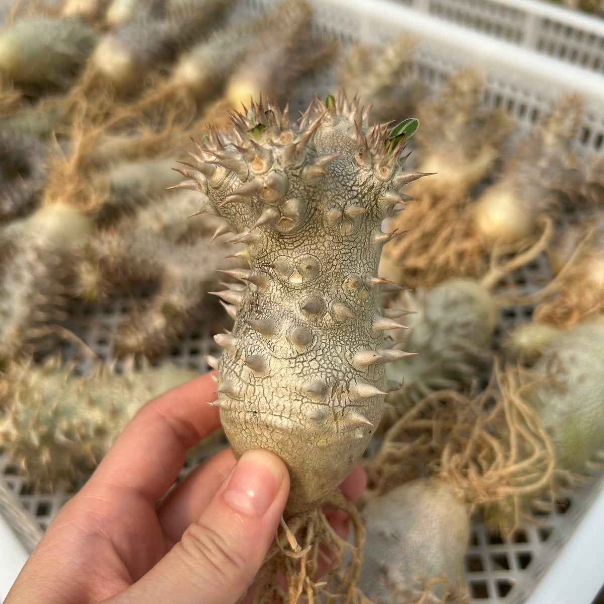 Pachypodium densiflorum x eburneum-Pachypodium-H4-6cm-image-3