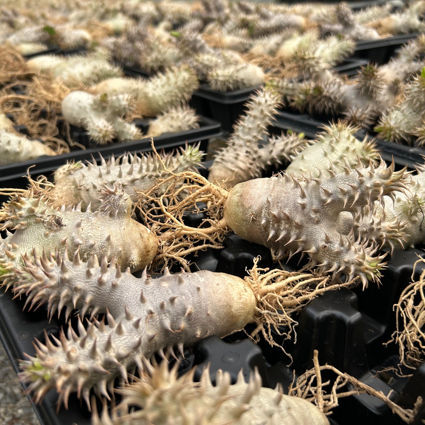 Pachypodium densiflorum x eburneum | Seed-grown | H4-6cm