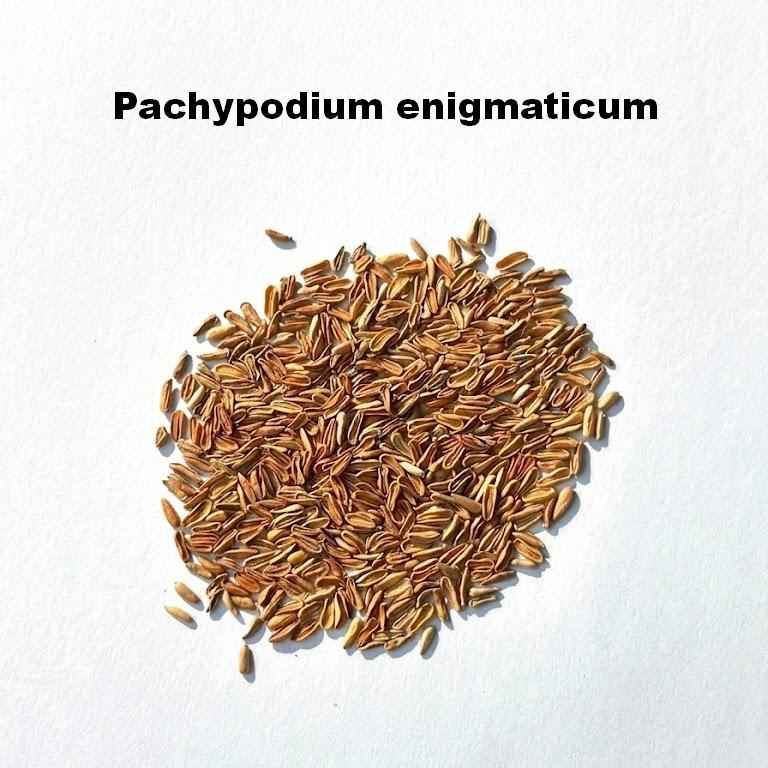 Pachypodium enigmaticum Seeds-image-1