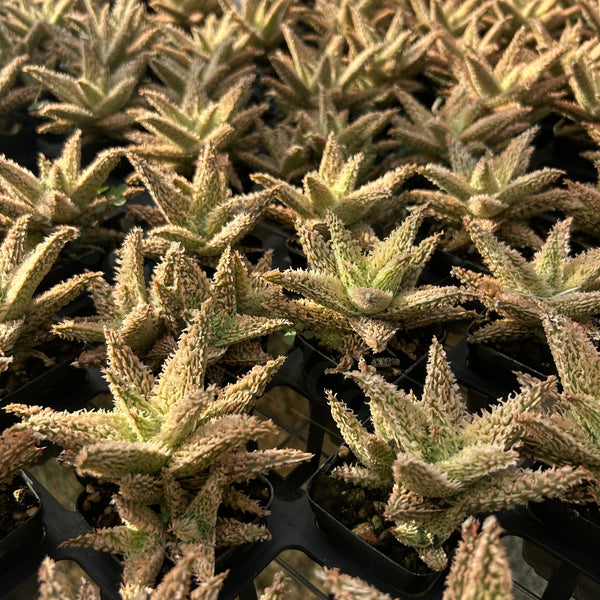 Aloe hybrid