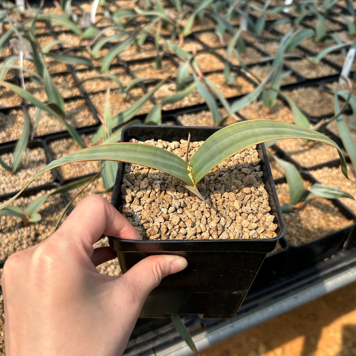 Welwitschia mirabilis-Welwitschia-Leaves 1.5–2 cm wide-image-3