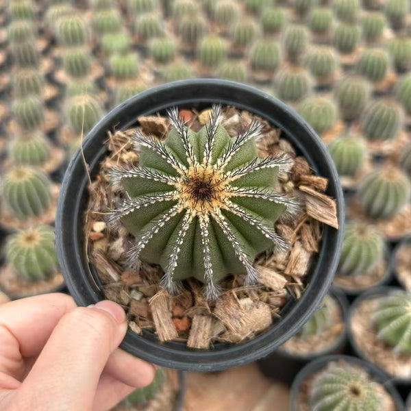 Uebelmannia pectinifera — Same Size Shipped, W6.5cm, Offset