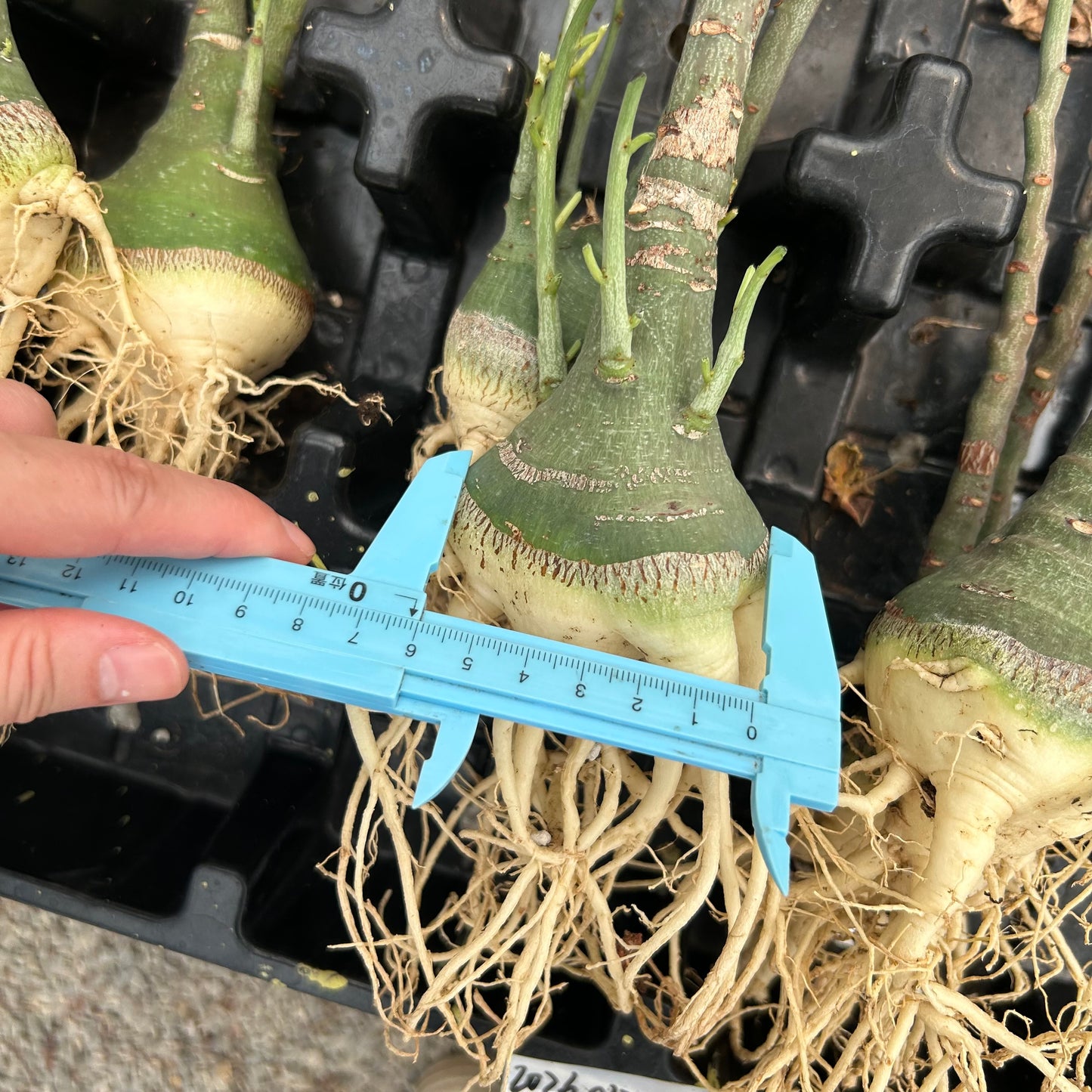 Adenia glauca | Seed-grown | W5-6cm