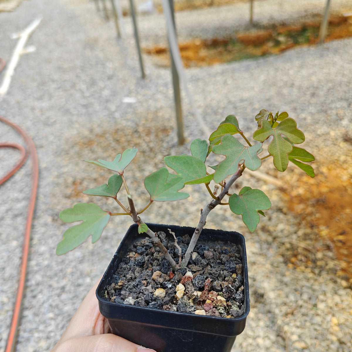 Adenia isaloensis-Adenia-H5-8cm-image-5