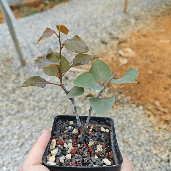 Adenia isaloensis - BotanicalCollector