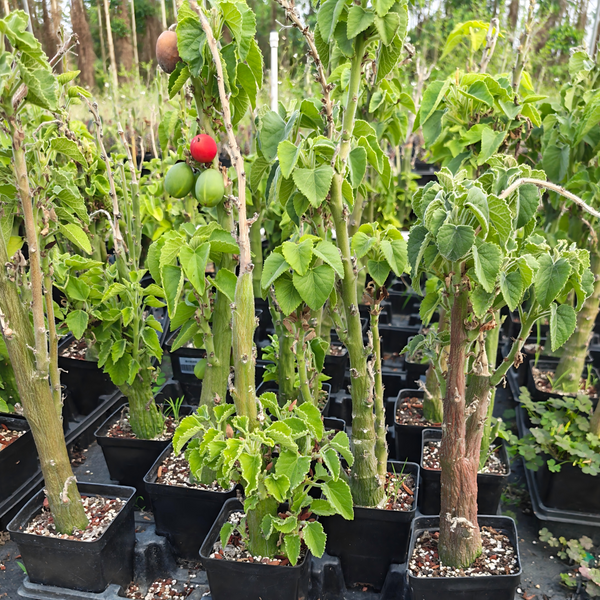 Adenia keramanthus - BotanicalCollector