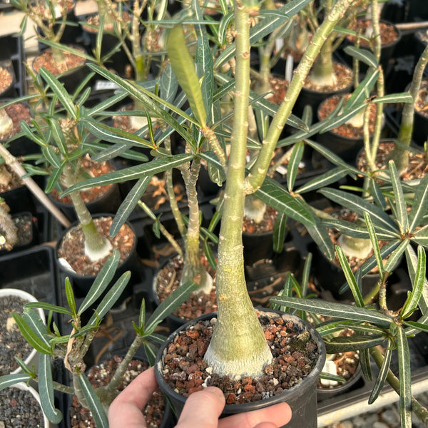 Adenium sp.Tanzania/Adenium Somalense sp. Nova Tanzania - BotanicalCollector