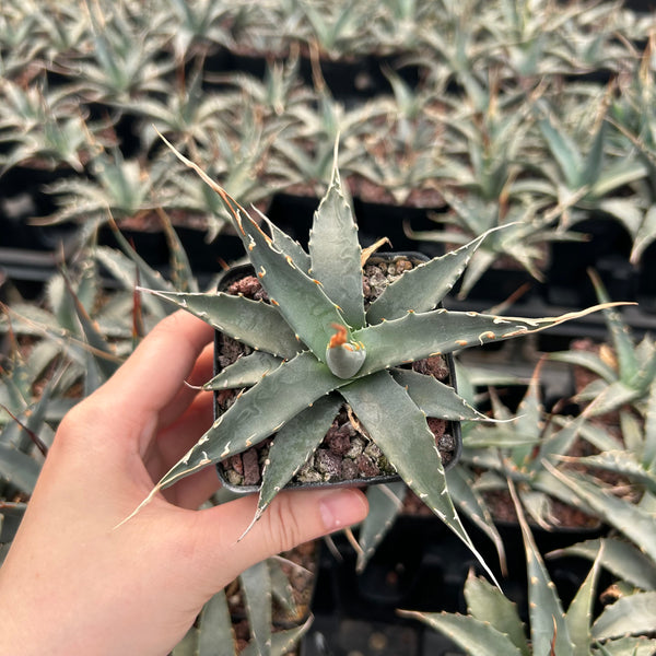 Agave utahensis - BotanicalCollector