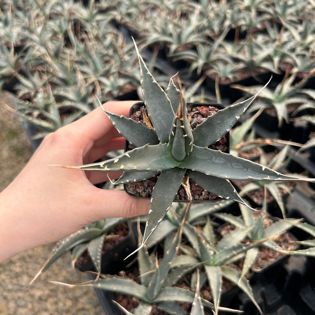 Agave utahensis-Agave-W5cm-image-4