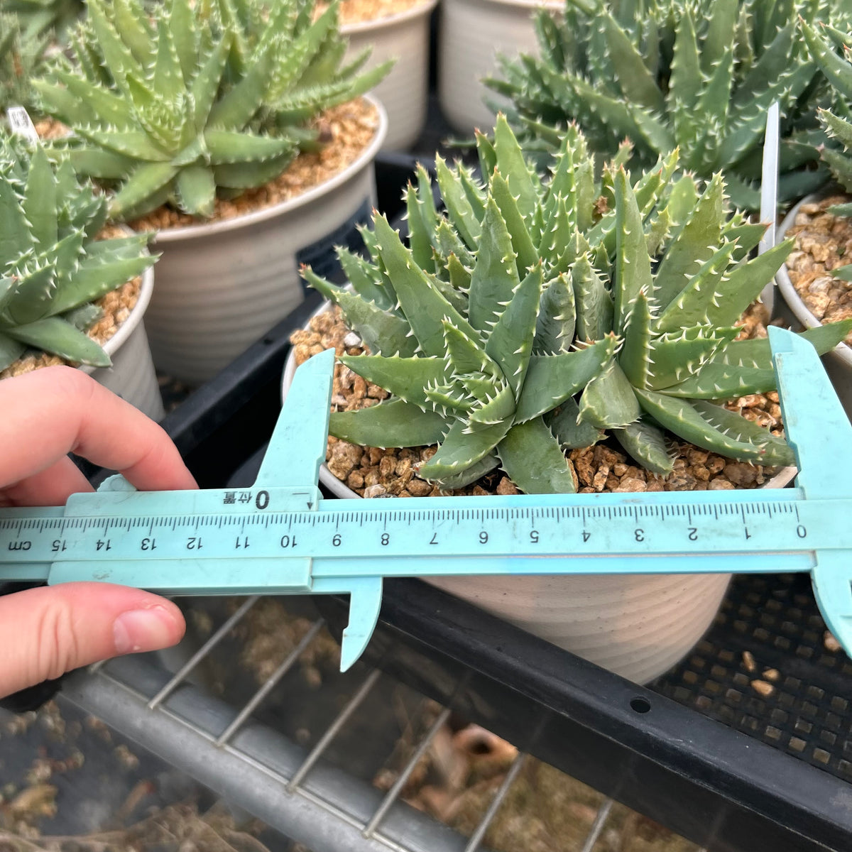 Aloe brevifolia-Aloe-W8-10cm-image-4