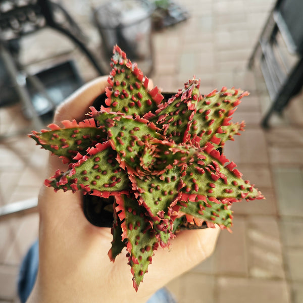 Aloe hybrid 21 - BotanicalCollector
