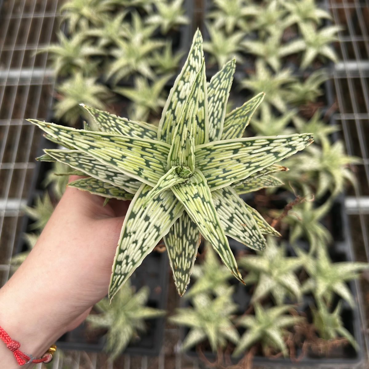 Aloe hybrid-Aloe-W4-6cm-image-5