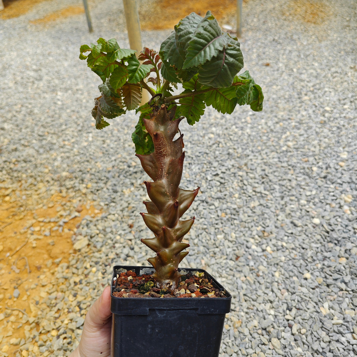Beiselia mexicana-Burseraceae-H8-10cm-image-3