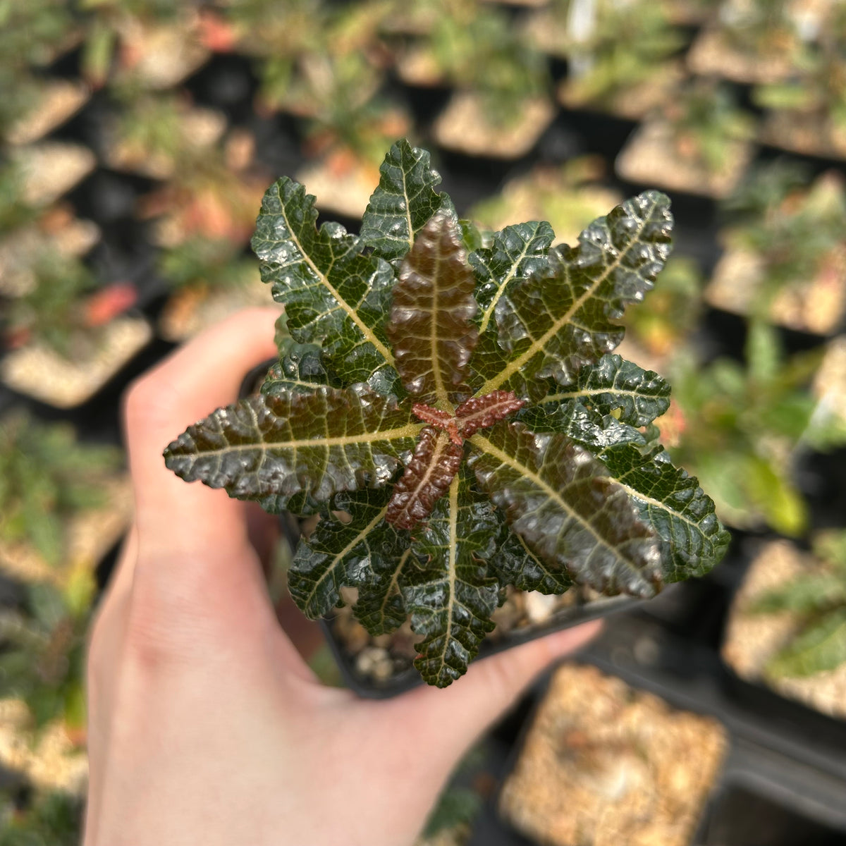 Boswellia nana-Boswellia-H5cm-image-6