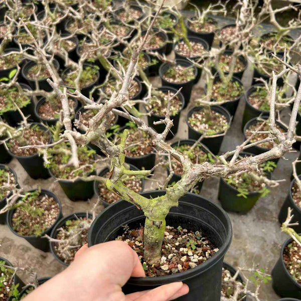 Commiphora sinuata-Burseraceae-H10-15cm-第1张
