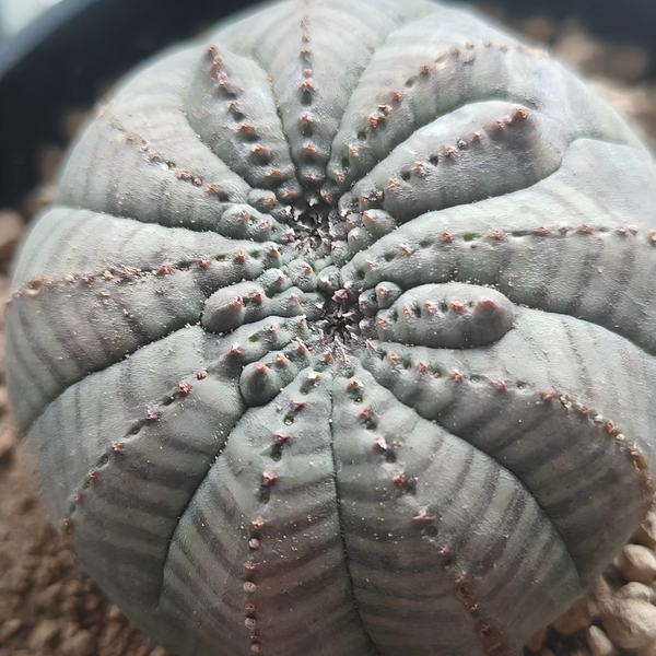 Crested Euphorbia obesa 35 - BotanicalCollector