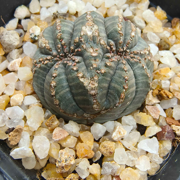 Euphorbia obesa((Differentiated)) 37