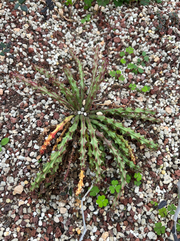 Euphorbia decidua - BotanicalCollector