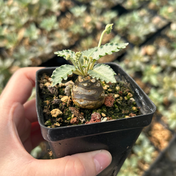 Dorstenia horwoodii - BotanicalCollector