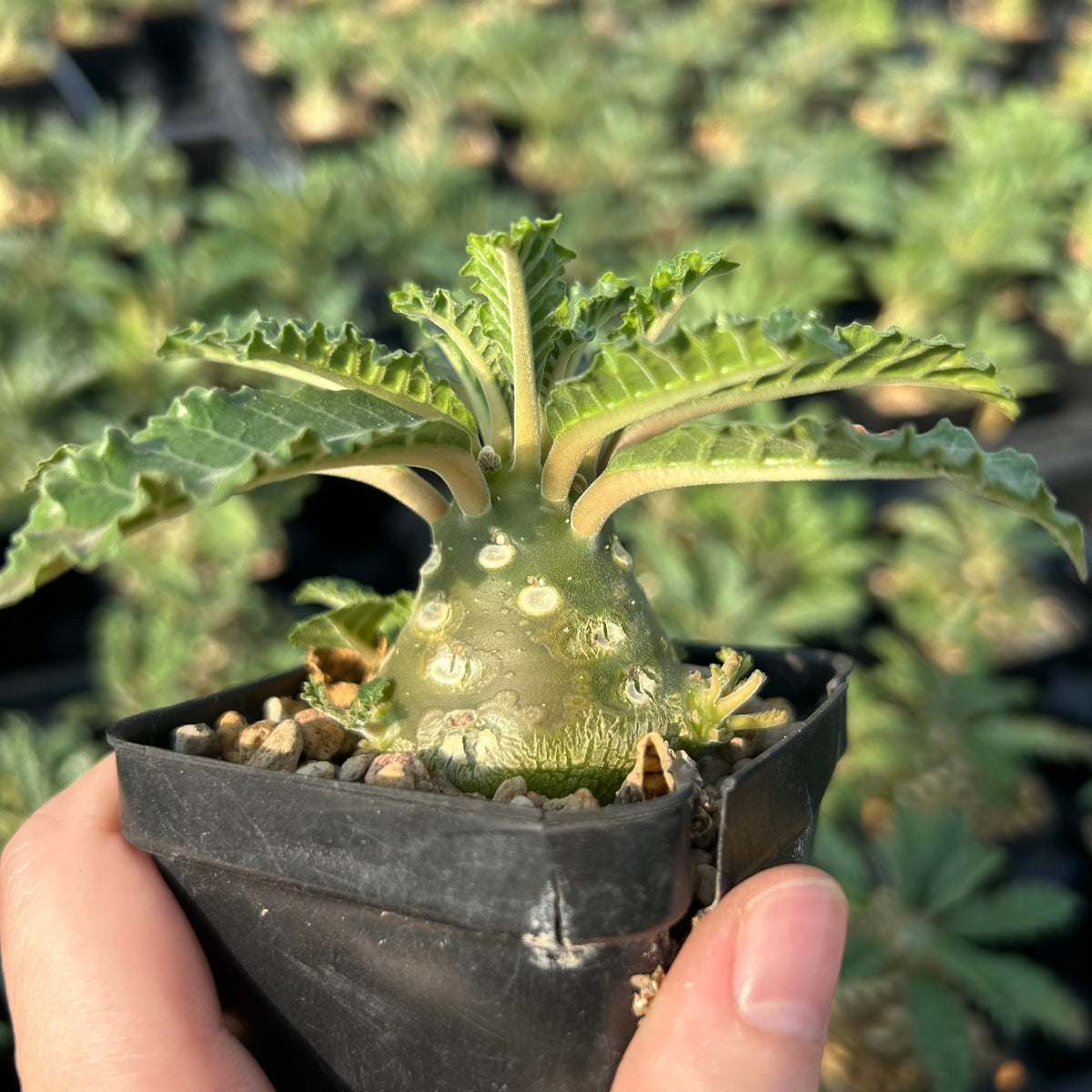 Dorstenia lavrani-Dorstenia-H3-5cm-image-4