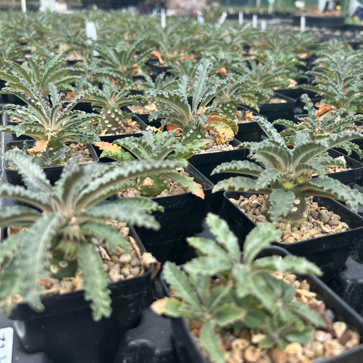 Dorstenia lavrani-Dorstenia-H3-5cm-image-6