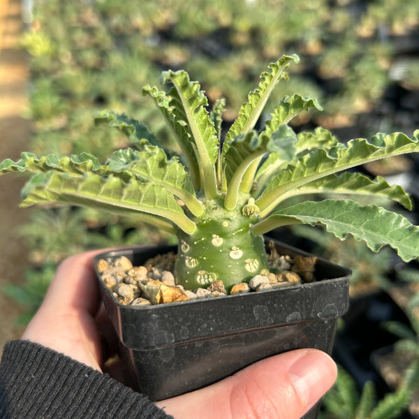 Dorstenia lavrani - BotanicalCollector