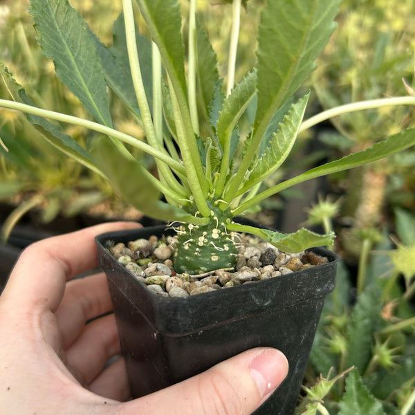 Dorstenia sp.nov - BotanicalCollector